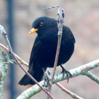 Blackbird by Sarah Goode